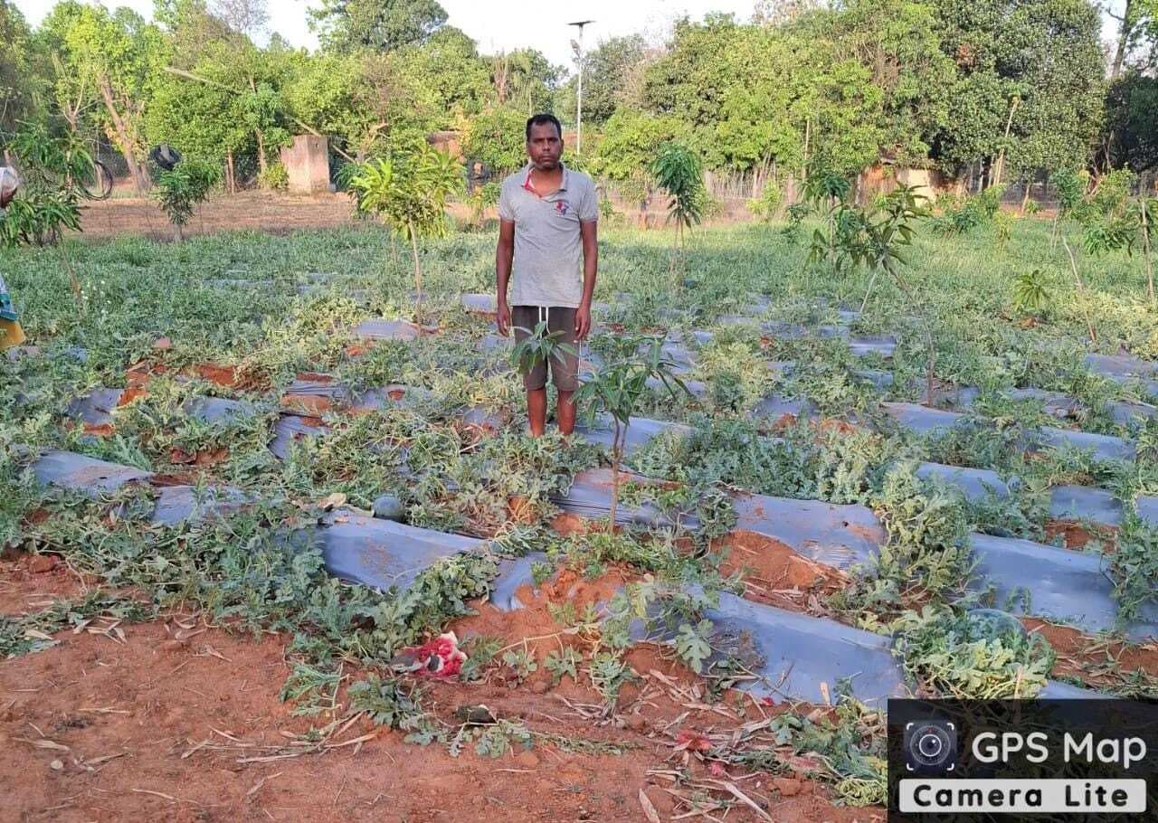 मुरपा में हाथियों ने तरबूज की खेती को रौंदा