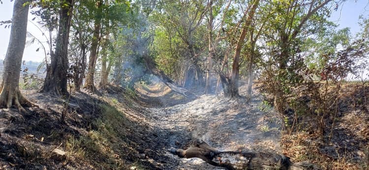 खेत में आग लगने से सड़क किनारे लगे सैकडों पेड़ जलकर हुए खाक