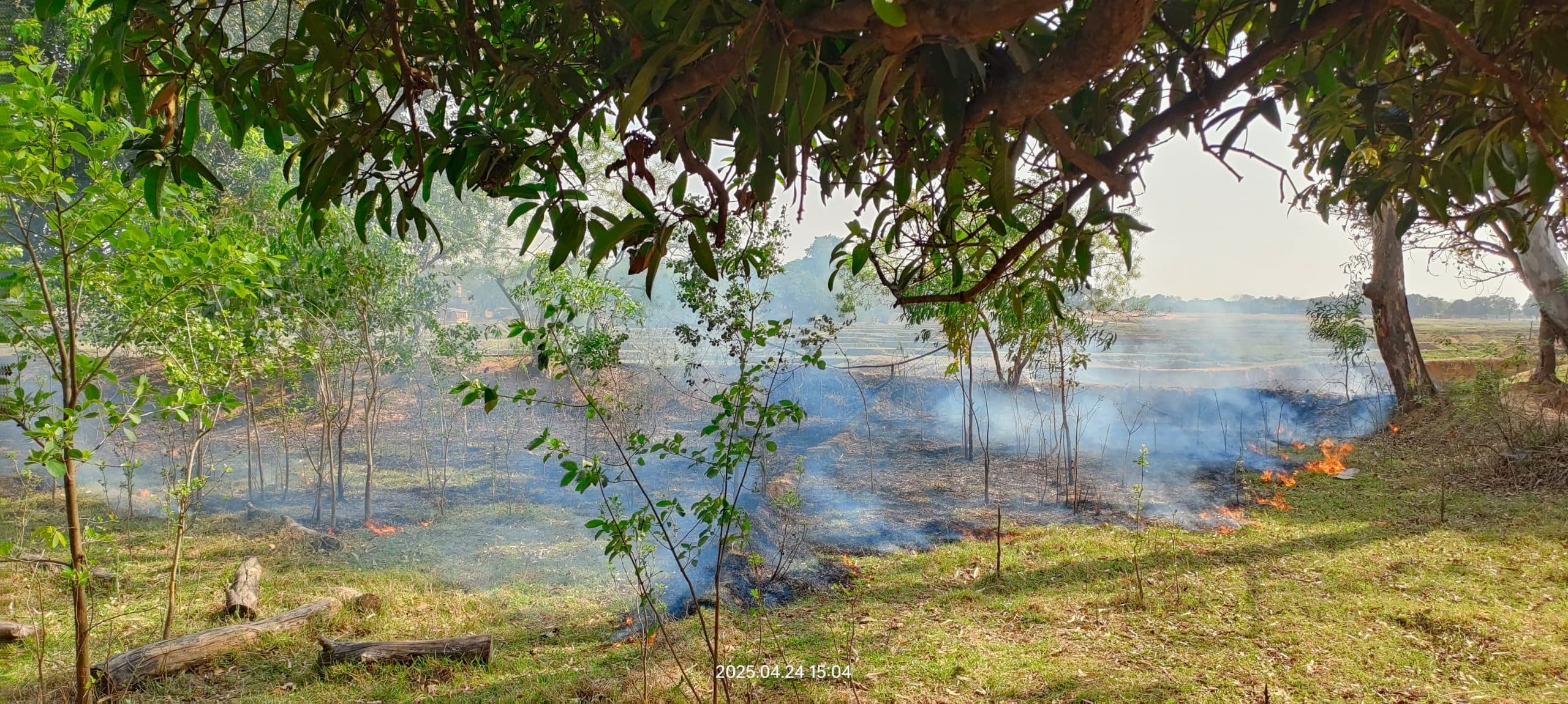 Giridih News: बागवानी में आग लगने से दर्जनों पेड़ जलकर राख