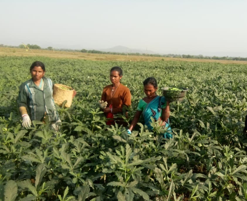 Seraikela News : कृष्णापुर में भिंडी की खेती बनी मुनाफे की फसल, 180 एकड़ में लहराई हरियाली