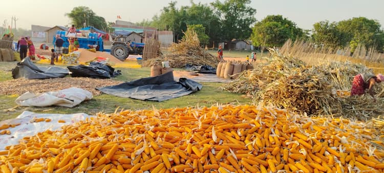 मक्का की अच्छी पैदावार से किसान खुश