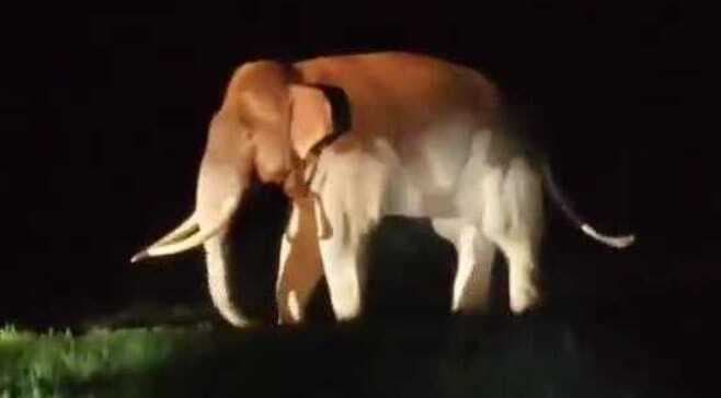 हाथी ने शिरीषी गांव में मचाया उत्पात, फसलें बर्बाद