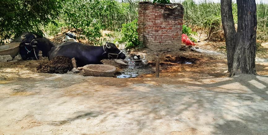 Kaimur News : पीएचइडी की उदासीनता से चापाकल बना भैंस बांधने का खूंटा