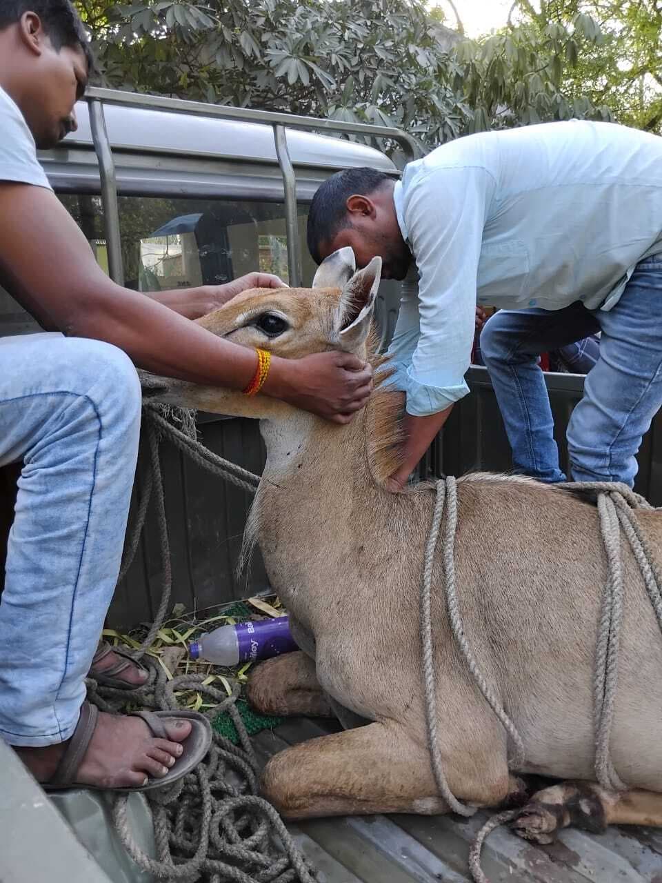 घायल नीलगाय को इलाज करा वनक्षेत्र में छोड़ा