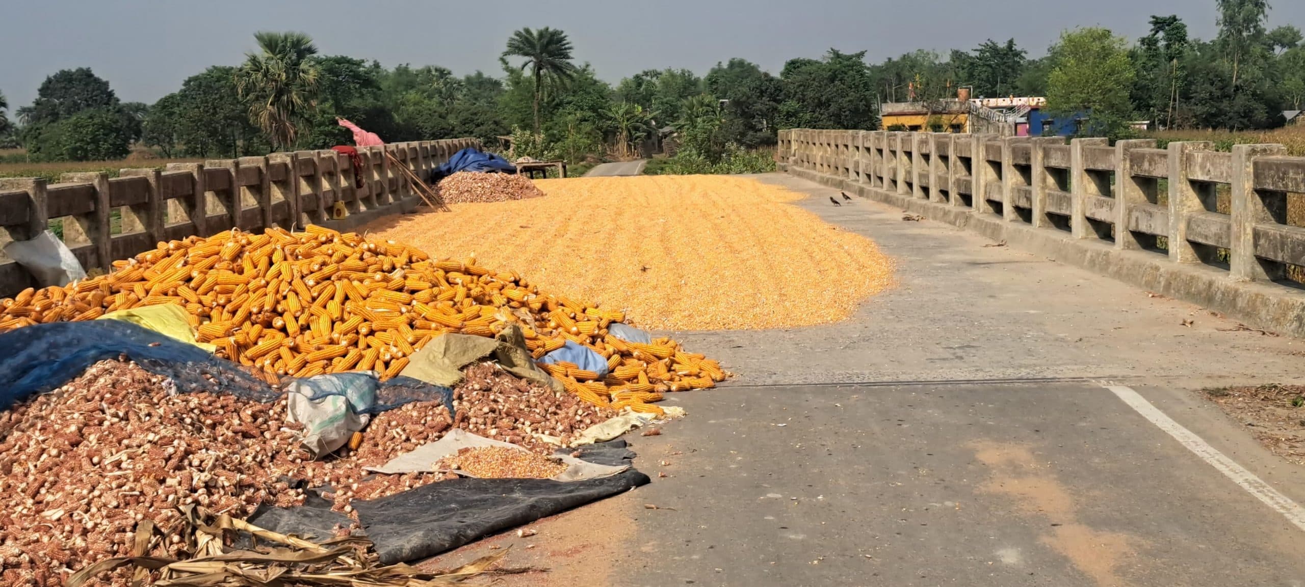 पुल पर मक्का की फसल सुखाने से उत्पन्न हो रहा खतरा
