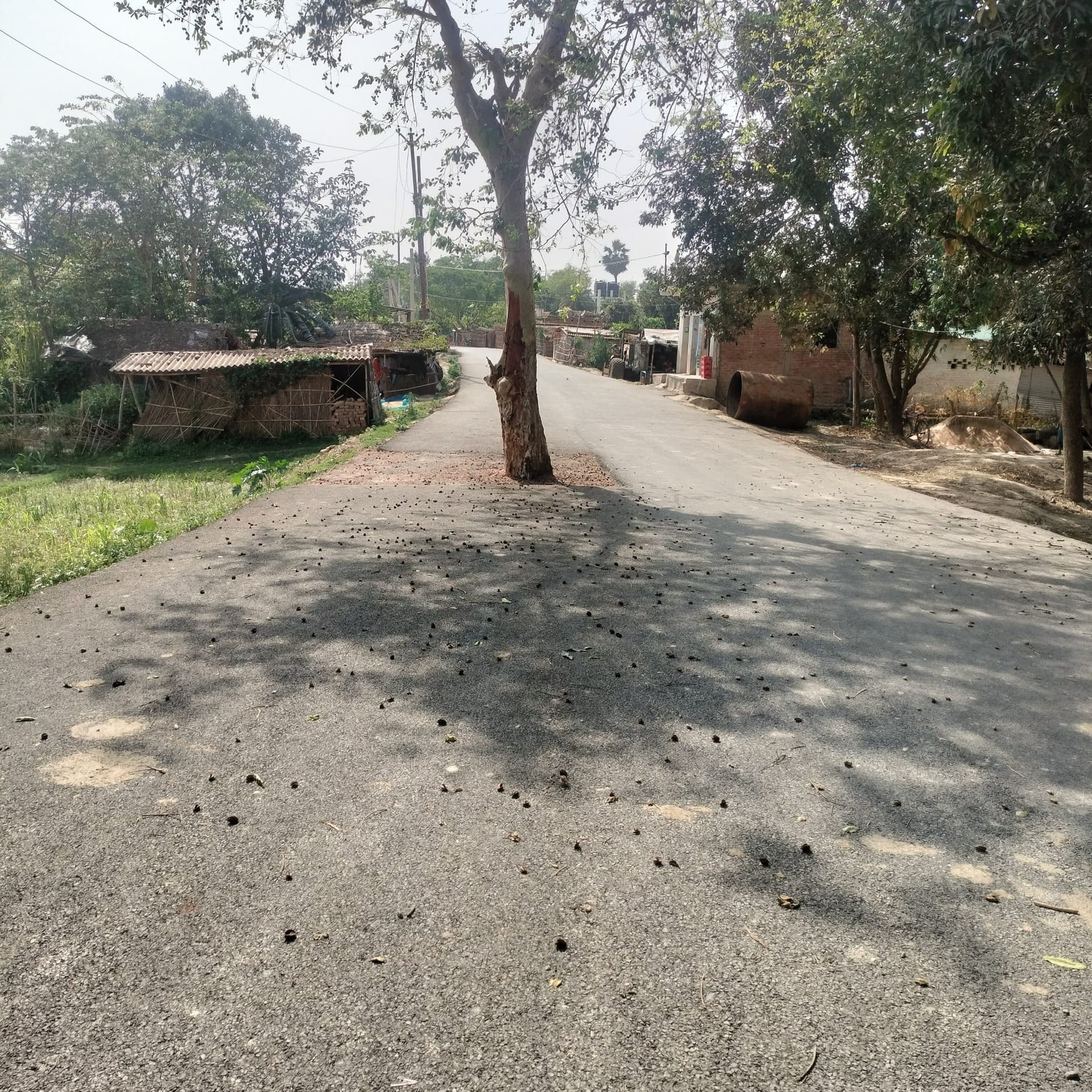 Darbhanga News: खतरनाक: बीच में पड़ रहे पेड़ व बिजली के खंबे का यथावत छोड़ बना दी सड़क