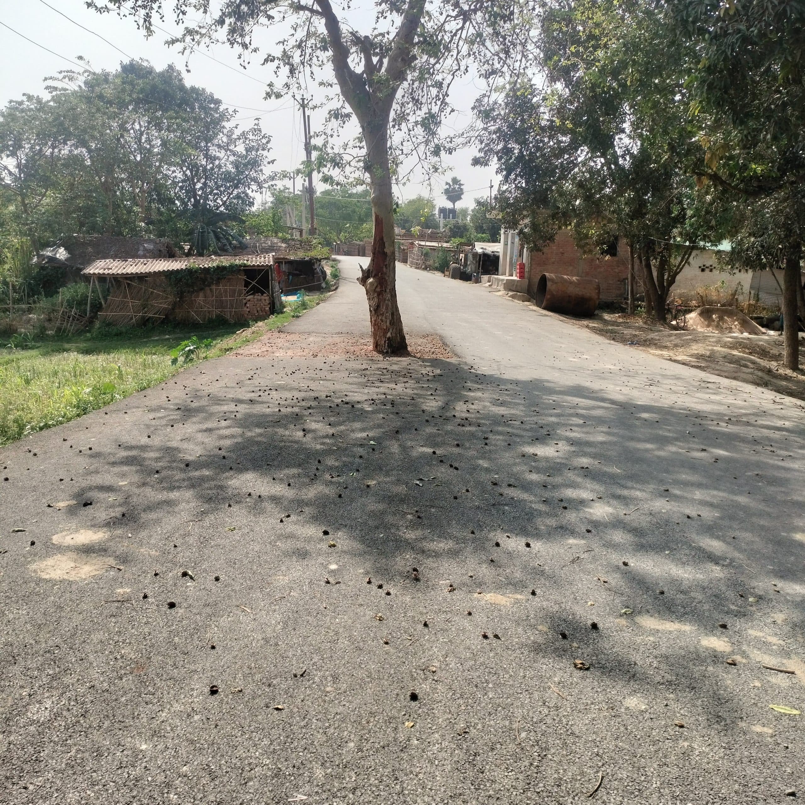 Darbhanga News: खतरनाक: बीच में पड़ रहे पेड़ व बिजली के खंबे का यथावत छोड़ बना दी सड़क