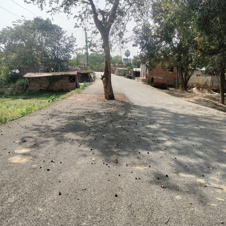 Darbhanga News: खतरनाक: बीच में पड़ रहे पेड़ व बिजली के खंबे का यथावत छोड़ बना दी सड़क