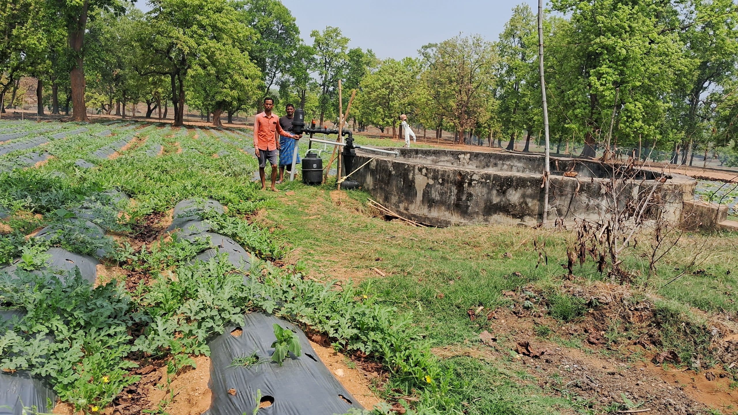 Bokaro News : परती भूमि पर हरियाली बिखेर कर चार भाई बने मिसाल