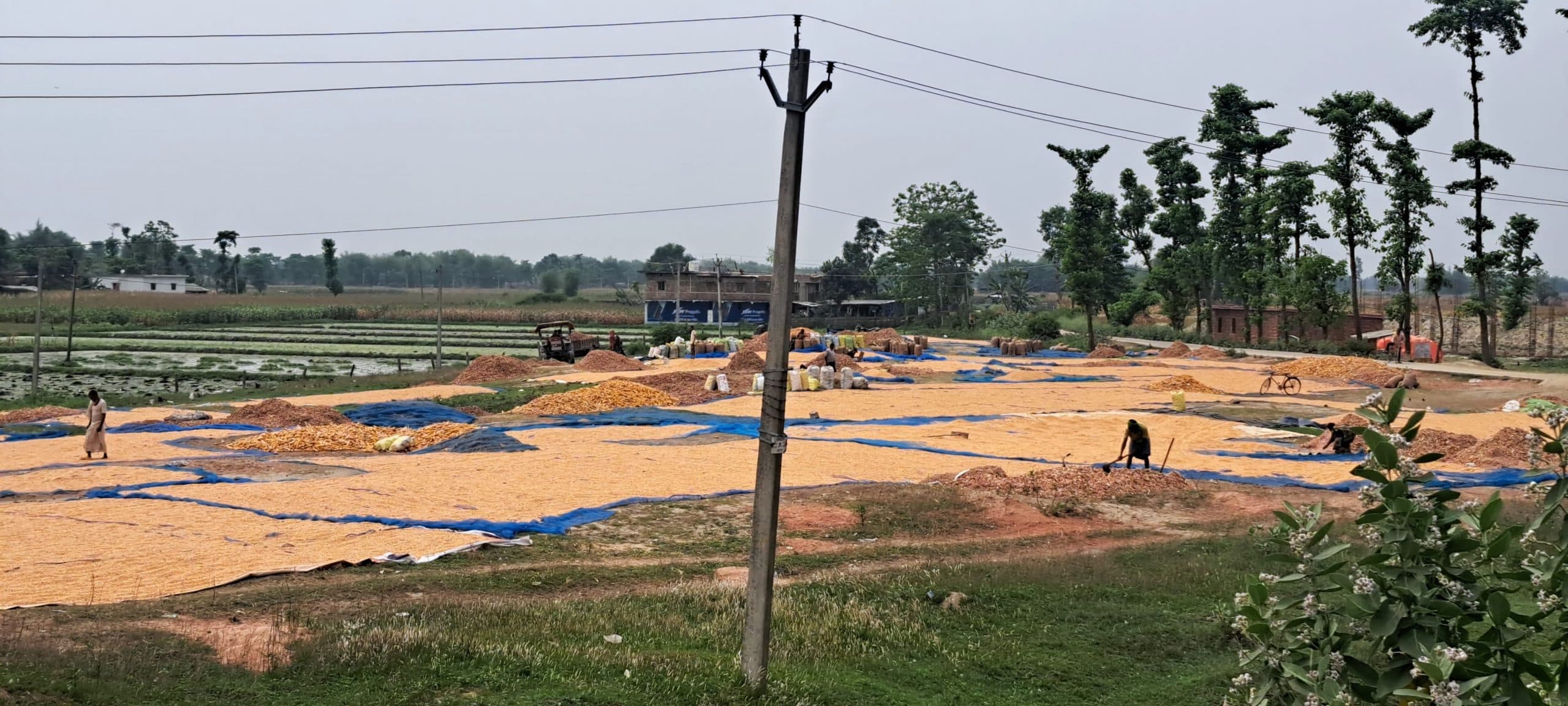 मौसम के बदलाव से किसान हुए चिंतित,