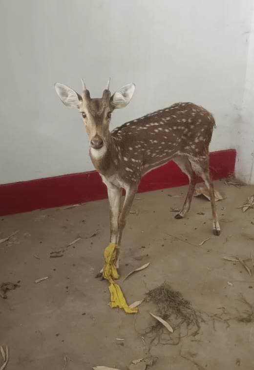 पानी की तलाश में जंगल से भटककर गांव में पहुंचा हिरण