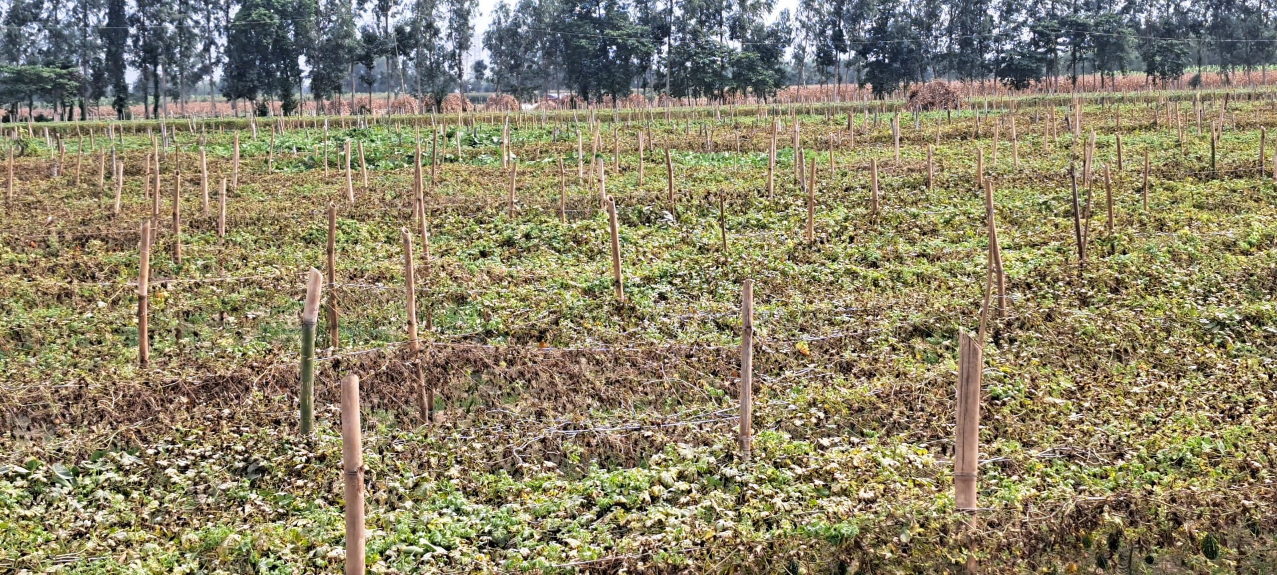 तेज धूप का लतहन सब्जियों के पौधे पर पड़ा असर