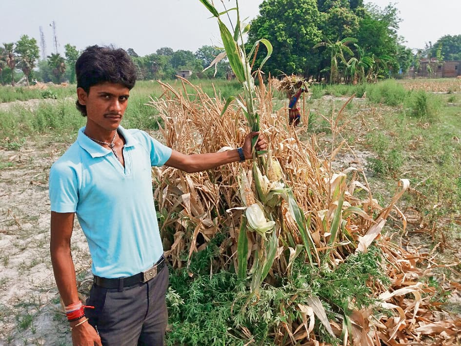 Saran News : मक्के और गेहूं का उत्पादन औसत से कम, किसान परेशान