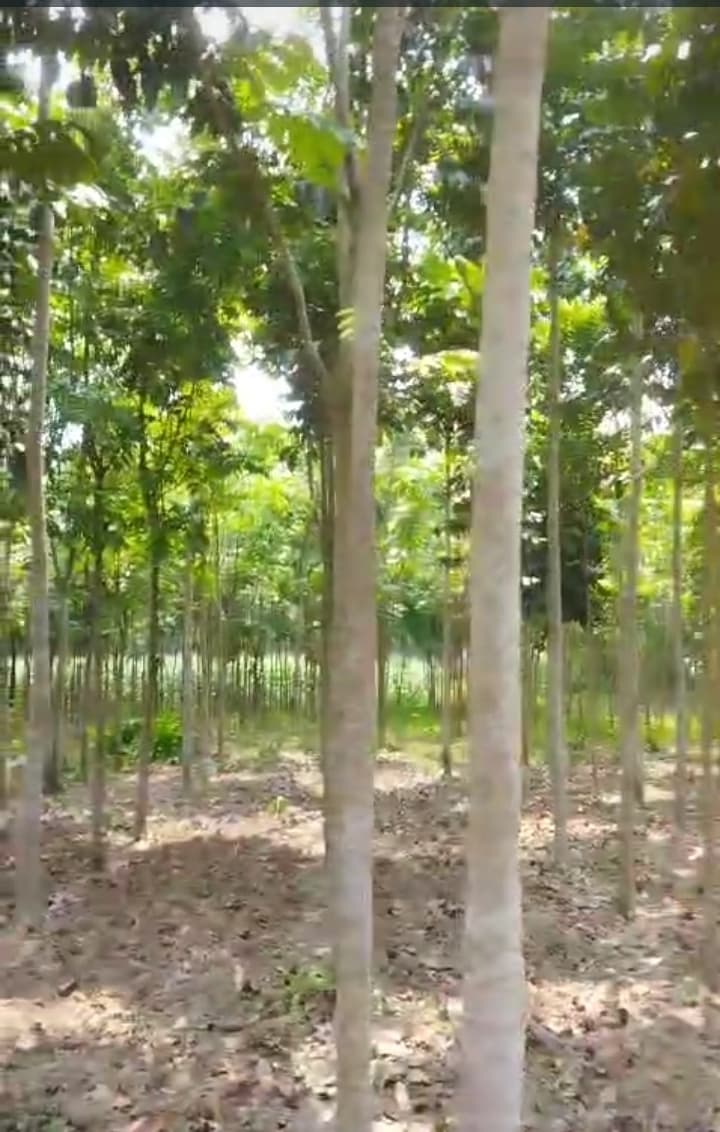 पर्यावरण संतुलन के लिए पौधारोपण जरूरी