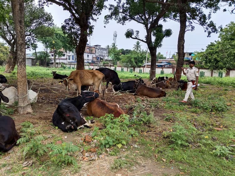 तस्करी कर ले जाये जा रहे 26 मवेशी, तीन मिनी ट्रकों के साथ जब्त