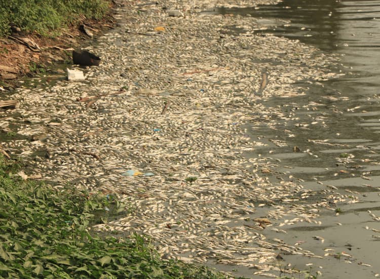 Jamshedpur News : घाघीडीह के राजा तालाब में सैकड़ों मछलियों की मौत, केमिकल छिड़काव पर उठे सवाल