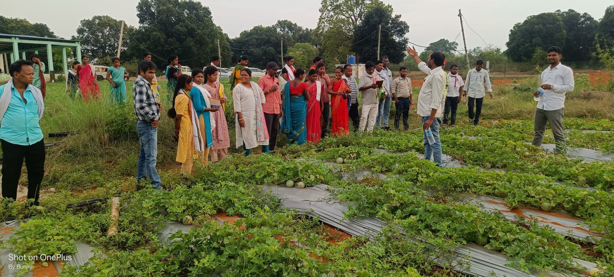 पंचायत प्रतिनिधियों ने गुफू गांव में आम बागवानी के तरीके सीखे