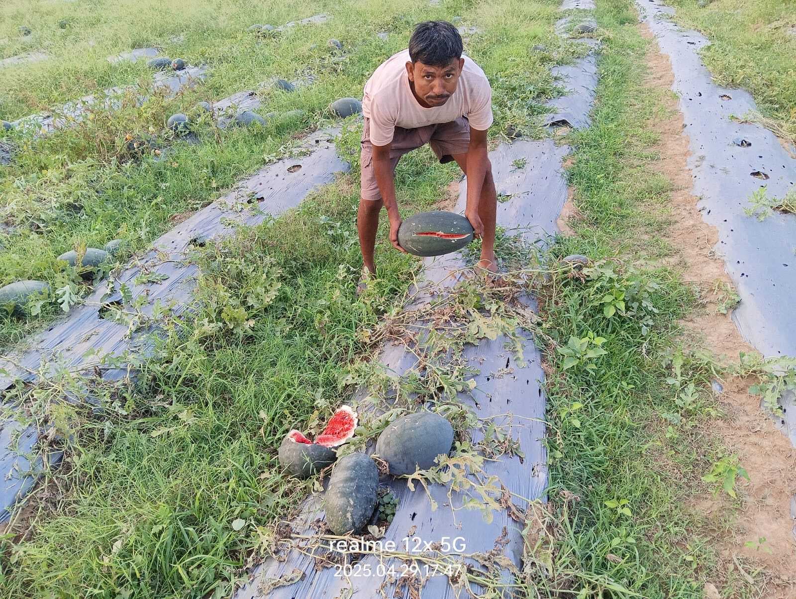 करौं : बारिश के साथ ओलावृष्टि से फसलों को पहुंचा नुकसान