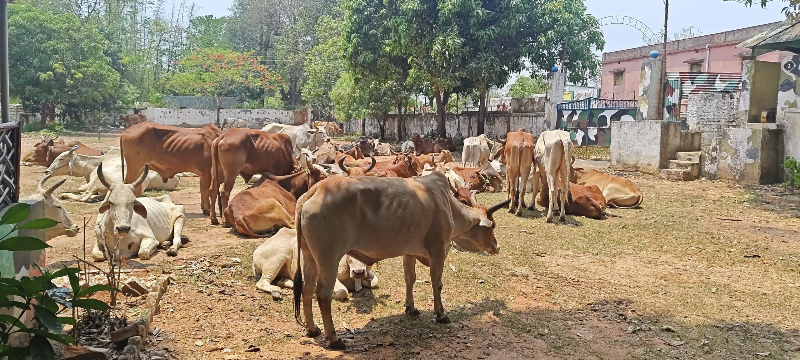 Seraikela News : कुचाई के रास्ते बंगाल ले जा रहे 280 मवेशी बरामद, तस्करों में हड़कंप