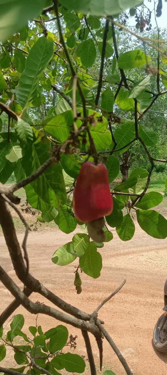 East Singhbhum News : चाकुलिया के काजू से मालामाल हो रहे बंगाल के कारोबारी