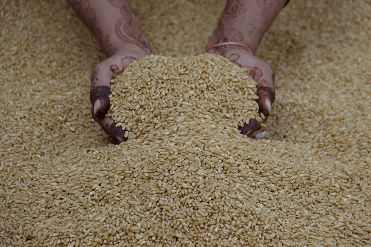 Who lead in Wheat Production