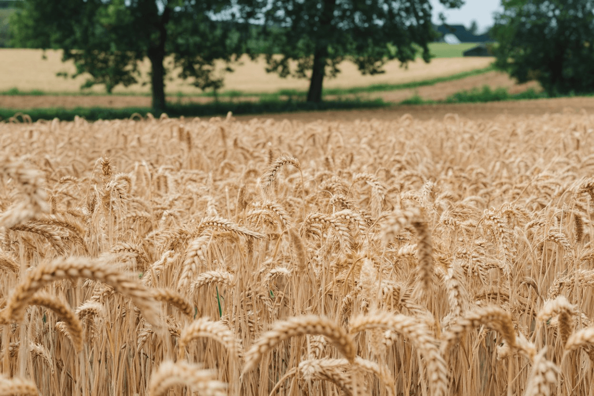 Australia Wheat