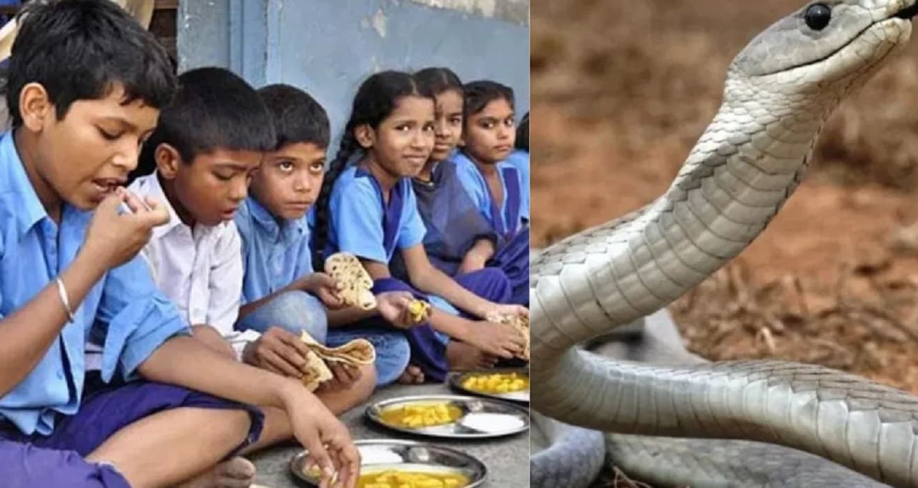 Bihar News: रसोइये ने मिड डे मील में परोस दी सांप के जहर वाली सब्जी, 200 से अधिक बच्चे हुए बीमार