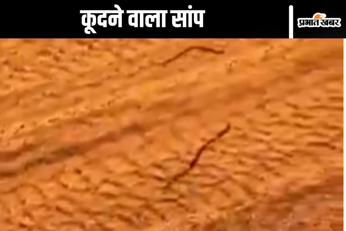 Viral Video : कूदते हुए सांप पहुंचा अपने बिल में