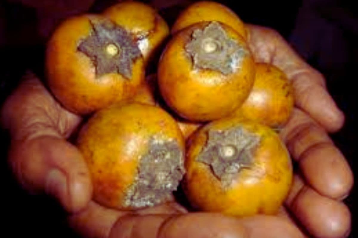 झारखंड में मिलता है औषधीय गुणों से भरपूर यह अद्भुत फल, पाचन संबंधी समस्या और डायबिटीज रोगियों के लिए वरदान