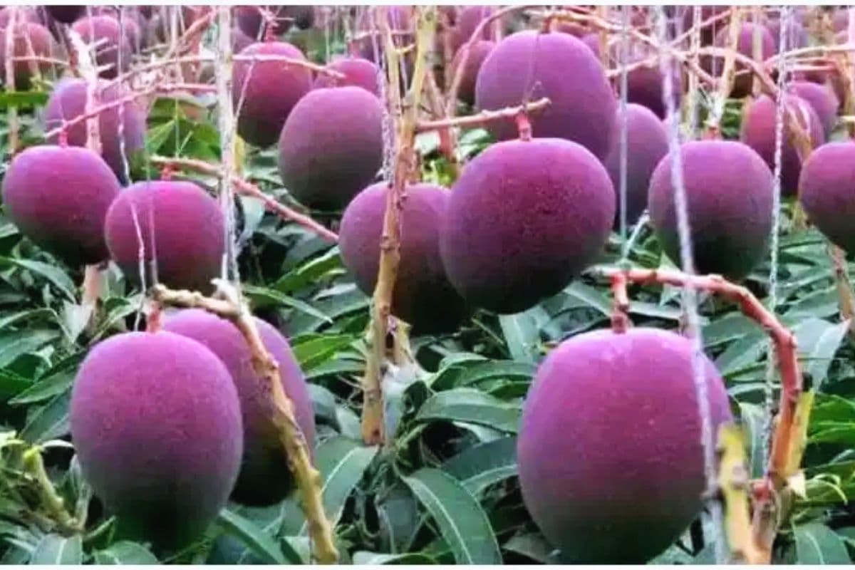 बिहार बना 'आमों का इंटरनेशनल हब', इस जिले में उगाए जाएंगे दुनिया के सबसे महंगे और मीठे आम