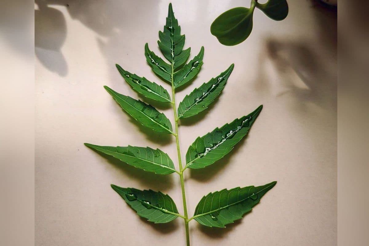 Neem Benefits: खुजली, फुंसी और बदबू को कहें बाय-बाय, अपनाएं नीम पानी का जादुई नुस्खा