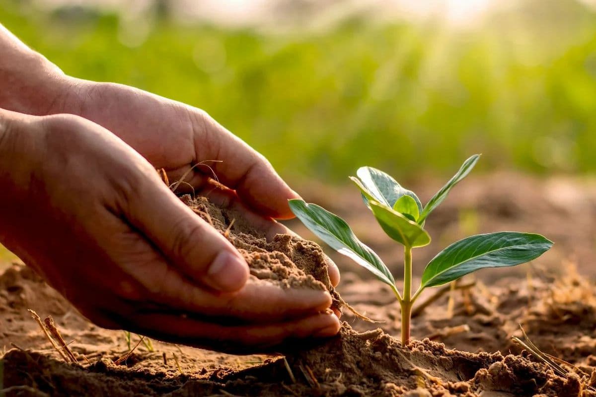 शुद्ध हवा के लिए पटना में लगेगा हरियाली का तड़का, 200 प्रजातियों के लगाए जाएंगे एक लाख पौधे