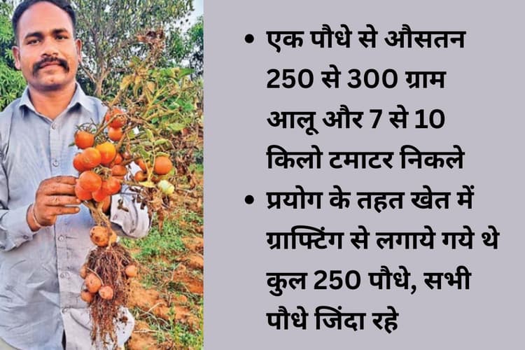 एक ही पौधे में जमीन के नीचे आलू, ऊपर टमाटर, ये कैसे हुआ?