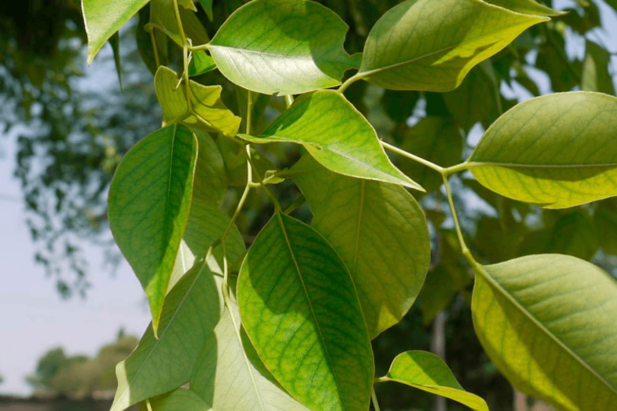 आधा भारत नहीं जानता शीशम के पत्तों का चमत्कारी लाभ, जान जाएगा तो मच जाएगी लूट!