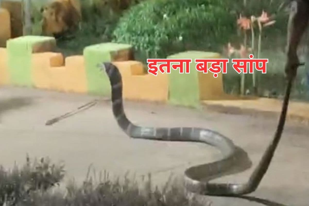 Viral Video : क्लास में घुस गया 20 फुट लंबा किंग कोबरा, मचा हड़कंप