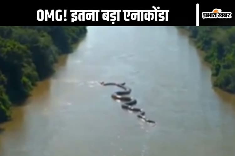 Viral Video : विशाल एनाकोंडा दिखा यहां, देखकर खड़ें हो जाएंगे आपके भी रौंगटे