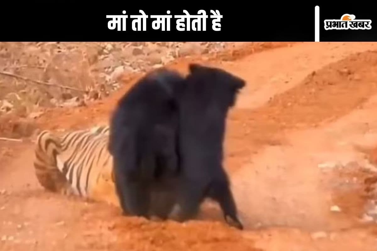 Viral Video : दुनिया में सबसे बड़ा योद्धा मां होती है, वीडियो देखकर आप रह जाएंगे दंग