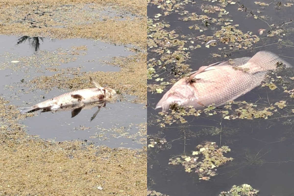 बोकारो में डीआईजी आवास के सामने तालाब में सैकड़ों मछलियां मरीं