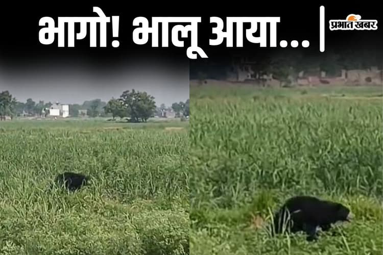 Video: बगहा में थाने के सामने घूमता भालू, खेत से भागे किसान, वीडियो आया सामने...