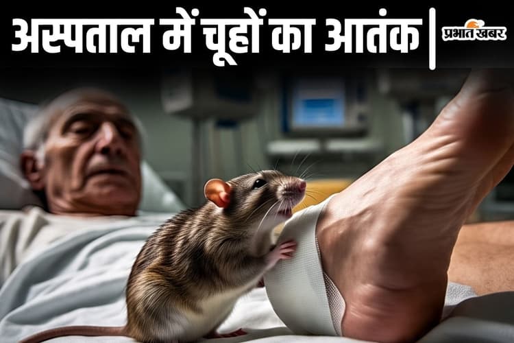 पटना के इस बड़े अस्पताल में चूहों का है आतंक, बैंडेज को काटकर कुतर दिया मरीज का पांव...