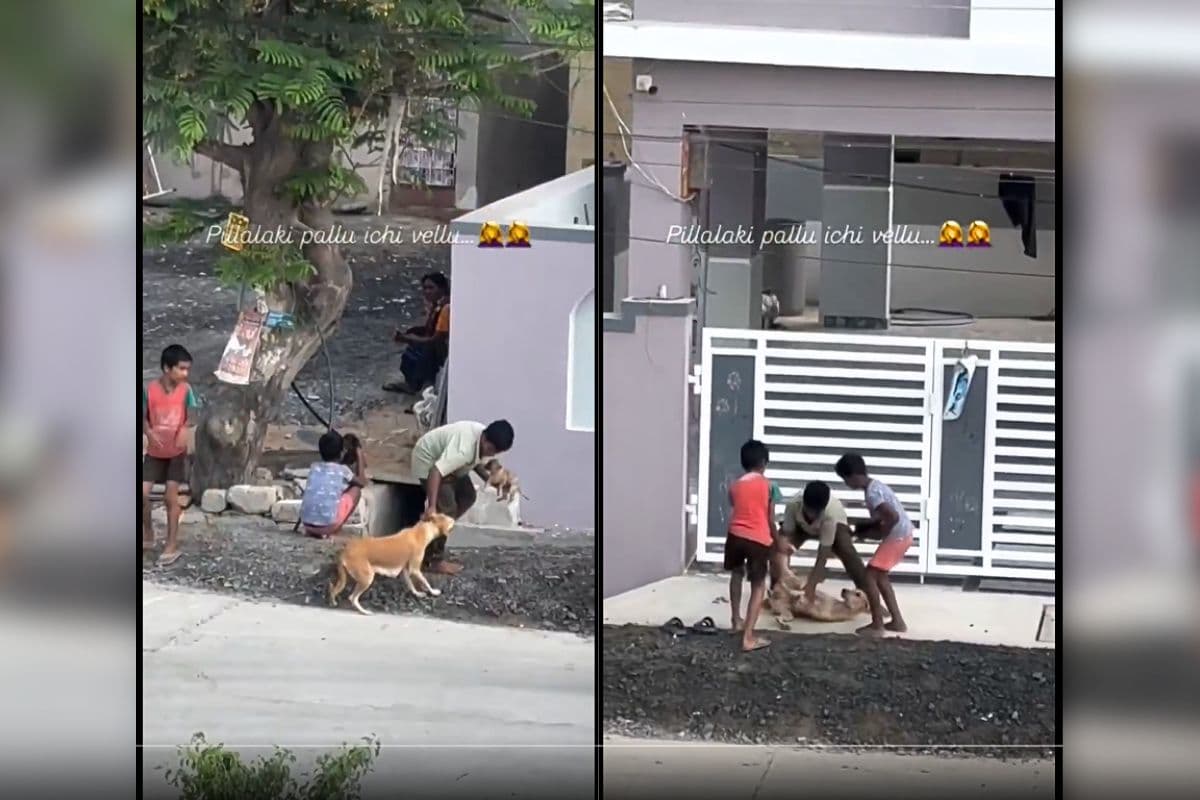 Viral Video: पिल्लों को दूध नहीं पिला रही थी मां, कान पकड़कर लाए भावुक बच्चे