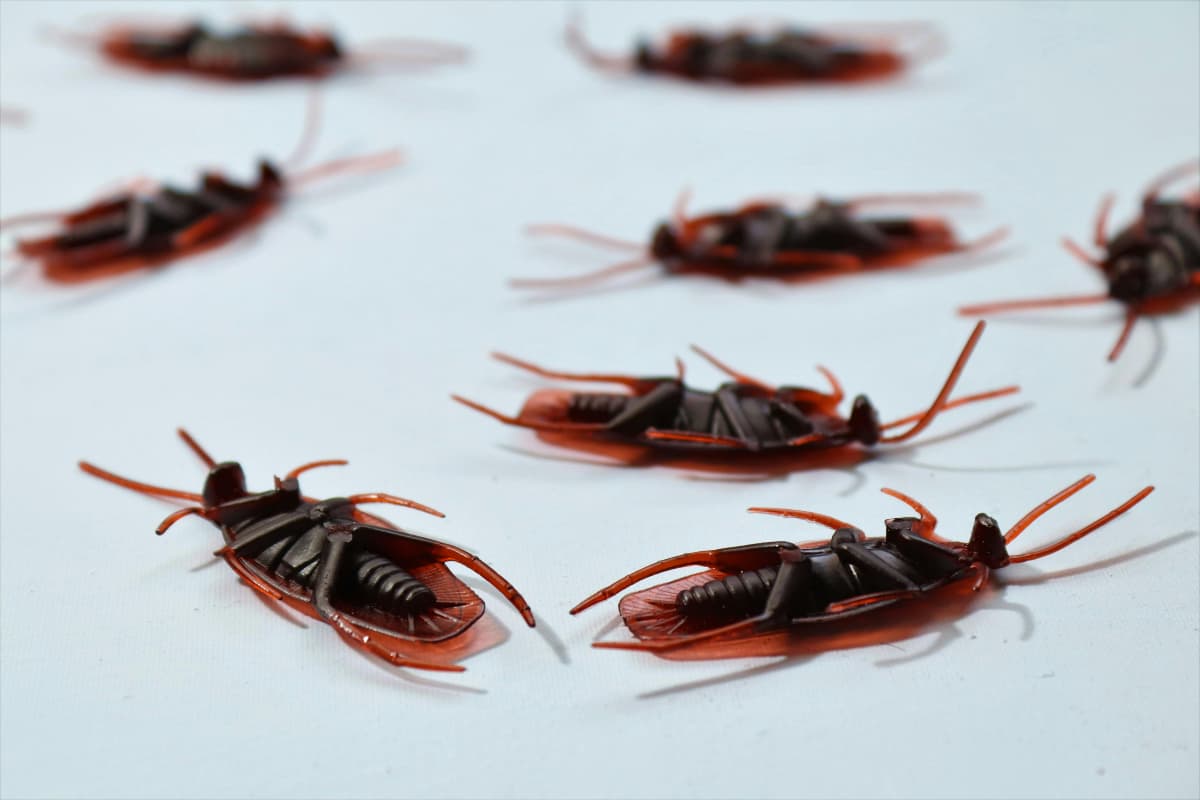 DIY Cockroach Repellent DIY Cockroach Repellent