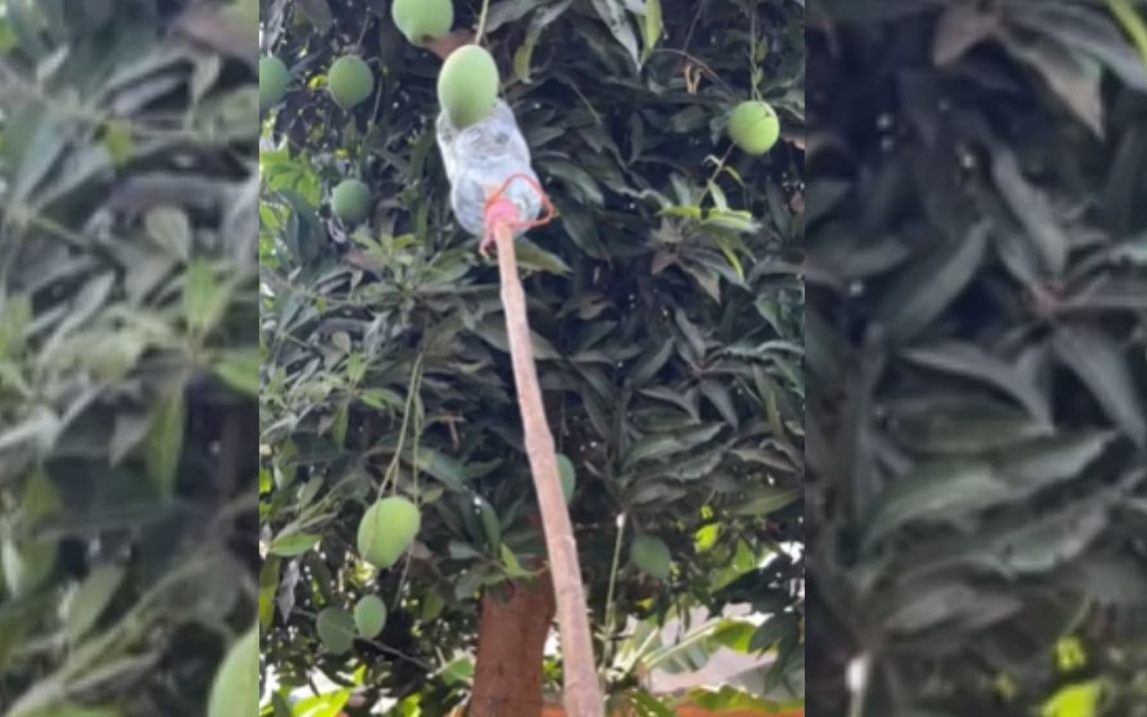 Desi Jugaad Viral Video: आम तोड़ने के लिए बंदे ने लगाया गजब का देसी जुगाड़, वायरल हो रहा वीडियो