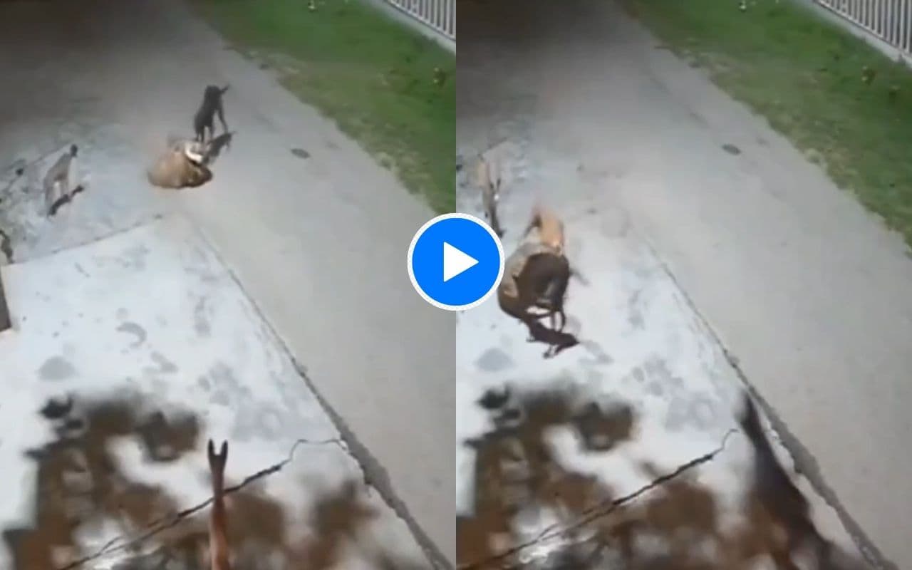 तेंदुए ने अकेला देख कुत्ते पर कर दिया हमला, तभी आ गए उसके दोस्त... वीडियो हो रहा वायरल