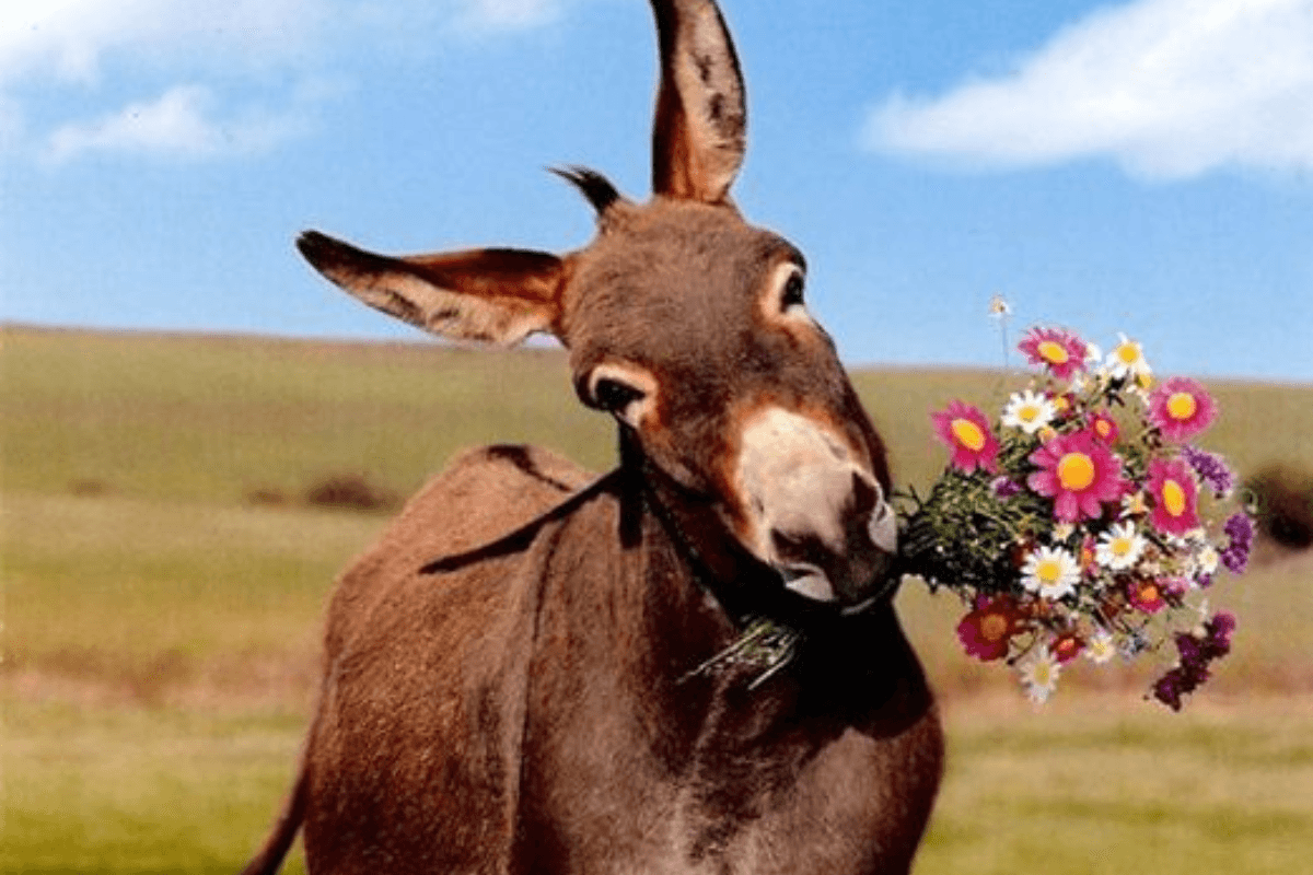 गधे की वो 11 आदतें जो हर इंसान को अपनानी चाहिए | World Donkey Day 2025