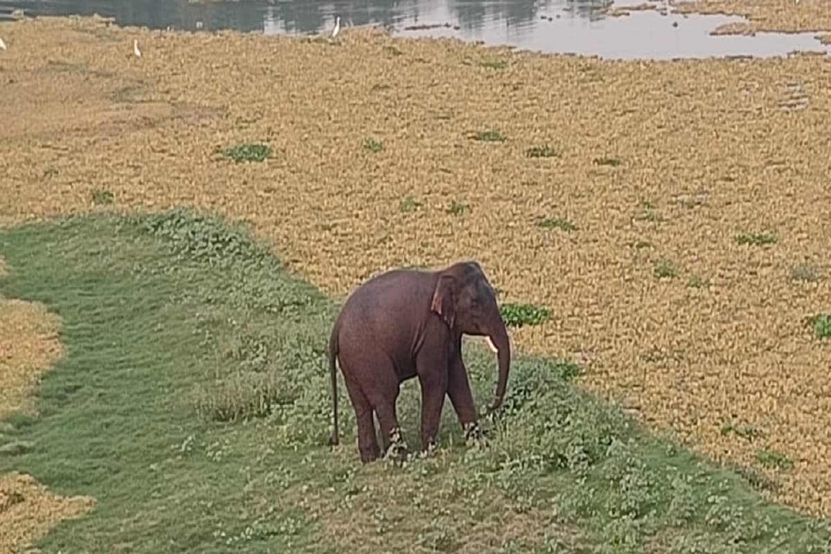 रांची में रुक्का डैम के पास दिखा जंगली हाथी, इलाके में डर का माहौल