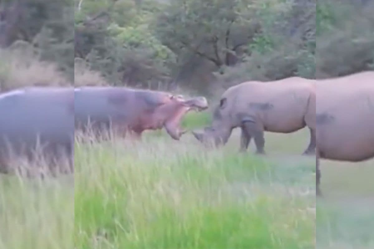 Viral Video: गैंडे के सामने ताकत दिखा रहा था दरियाई घोड़ा, राइनो ने दिखा दिया दिन में तारे