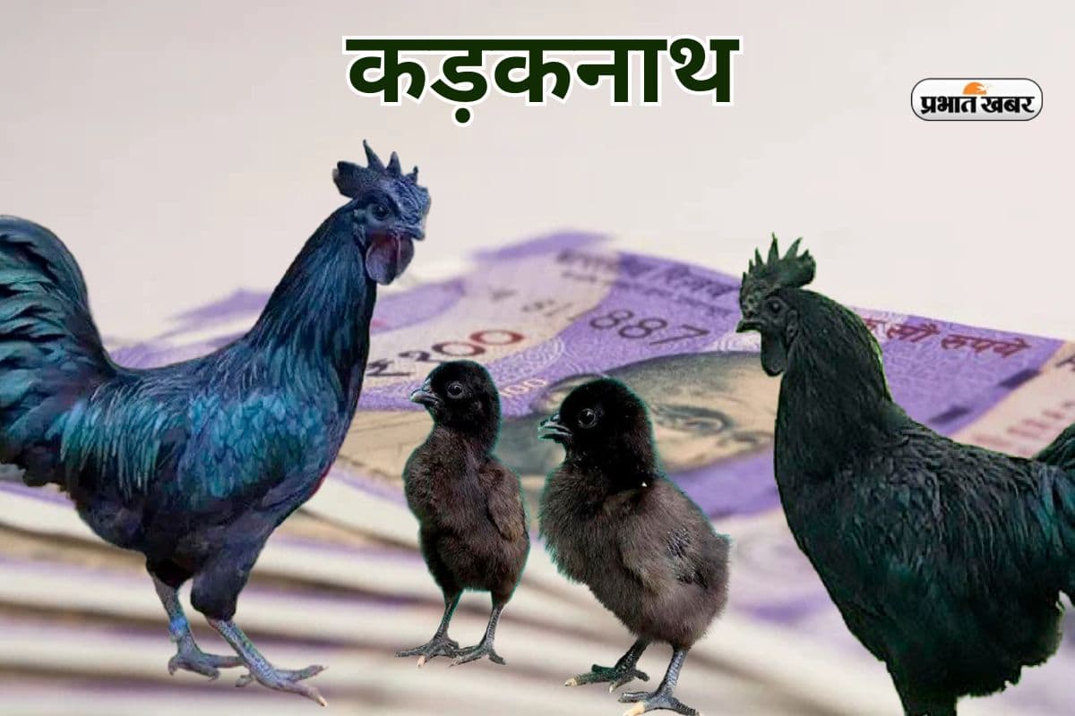 झारखंड में कैसे मिलता कड़कनाथ मुर्गा? कीमत जानकर पेट करने लगेगा कुकड़ूकू