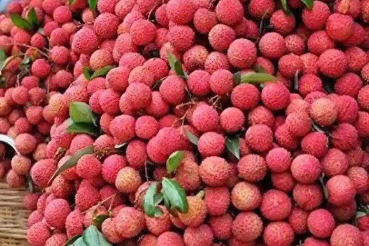 मुजफ्फरपुर की लीची पहुंचेगी दिल्ली, मुंबई और अहमदाबाद, किसानों को मिलेगा बड़ा बाजार, इन ट्रेनों से भेजना होगा आसान