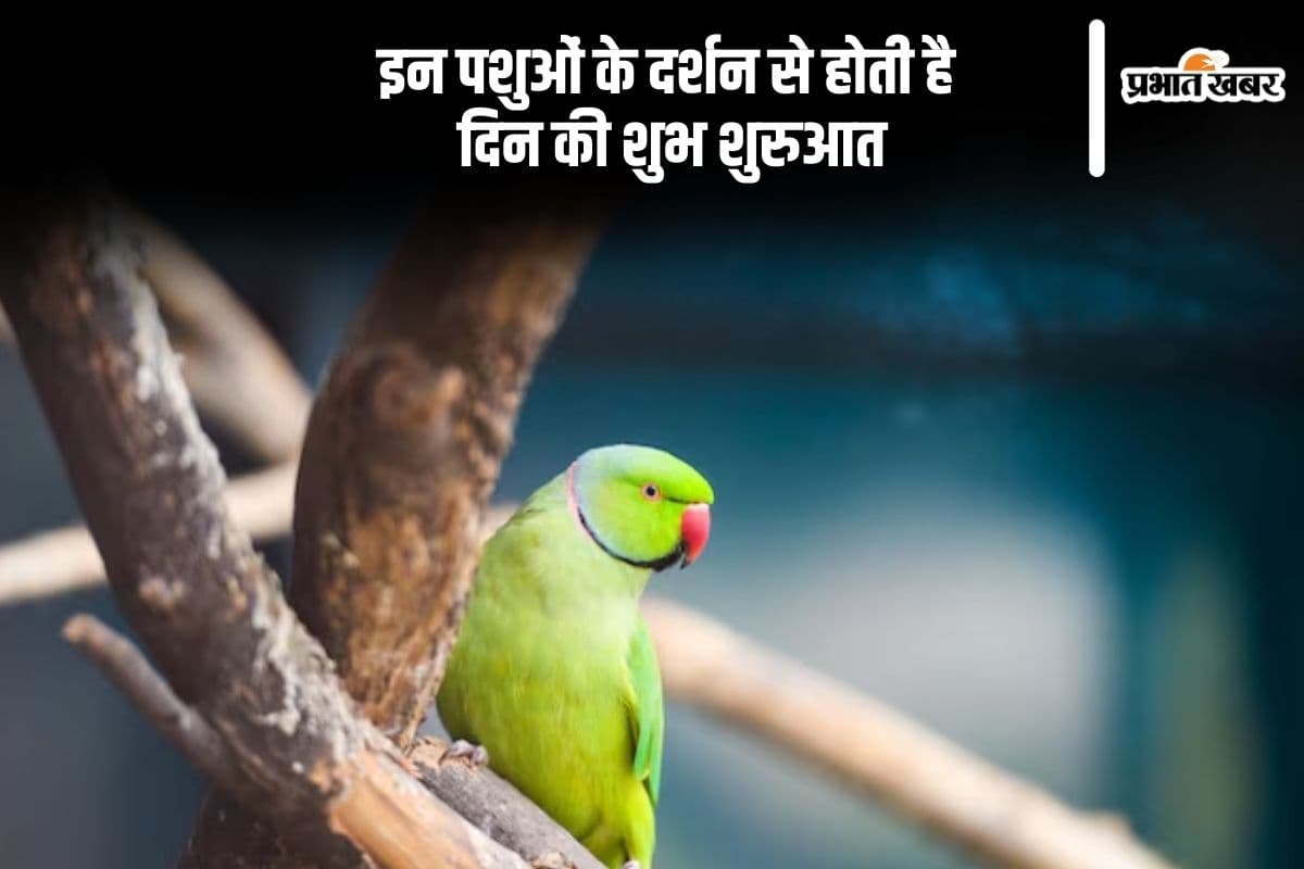 सुबह-सुबह दिख जाए ये जानवर, तो समझिए बन गया दिन